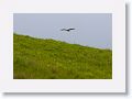 Spotted Harrier.