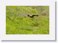 Spotted Harrier.