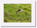 Spotted Harrier.