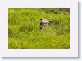 Spotted Harrier.