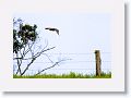 Spotted Harrier.