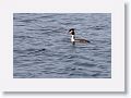 Great Crested Grebe.