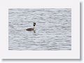 Great Crested Grebe.