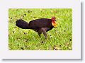 Brush Turkey.