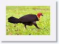 Brush Turkey.