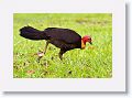 Brush Turkey.