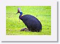 Southern Cassowary, Etty Bay.