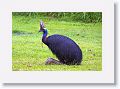 Southern Cassowary, Etty Bay.