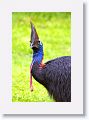 Southern Cassowary, Etty Bay.