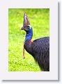 Southern Cassowary, Etty Bay.