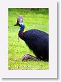 Southern Cassowary, Etty Bay.