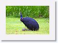 Southern Cassowary, Etty Bay.