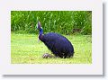 Southern Cassowary, Etty Bay.