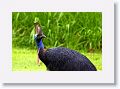 Southern Cassowary, Etty Bay.