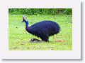 Southern Cassowary, Etty Bay.