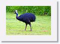 Southern Cassowary, Etty Bay.