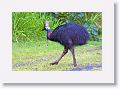 Southern Cassowary, Etty Bay.