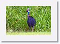 Southern Cassowary, Etty Bay.