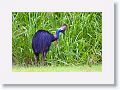 Southern Cassowary, Etty Bay.