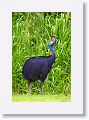 Southern Cassowary, Etty Bay.