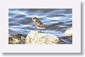 Sanderling.