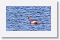 Greater Flamingo.