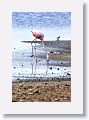 This Greater Flamingo discovered it could run along the shore with its head upside down and gobble up tiny insects. He did it a lot so I guess it takes a lot of insects to make a meal.