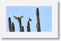 Brown-thrpated Parakeets on cactus in Washington-Slagbaai National Park entrance. We arrived too late to enter this day.