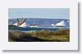 Bonaire's main export is sea salt. Shallow pans are flooded and the water evaporates over time. The brine shrimp feed the Flamingos.