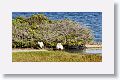 Snowy Egrets.