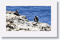 Magnificant Frigatebird Females.