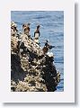 Brown Booby Adult with juveniles.