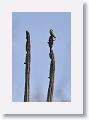 Yellow-shouldered Parrot.