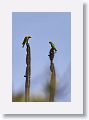 Yellow-shouldered Parrots.