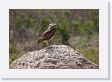 03-023 * Burrowing Owl * Burrowing Owl