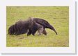 03-033 * Giant Anteater * Giant Anteater