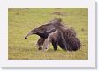 03-034 * Giant Anteater * Giant Anteater