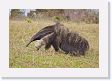 03-037 * Giant Anteater * Giant Anteater