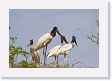 03-043 * Jabiru Storks on nest * Jabiru Storks on nest