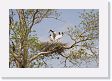 03-046 * Jabiru Stork nest * Jabiru Stork nest