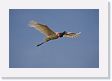 03-051 * Jabiru Stork parent flying in for a shift change * Jabiru Stork parent flying in for a shift change