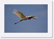 03-052 * Jabiru Stork parent flying in for a shift change * Jabiru Stork parent flying in for a shift change