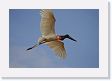 03-053 * Jabiru Stork parent flying in for a shift change * Jabiru Stork parent flying in for a shift change