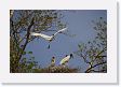 03-055 * Jabiru Stork parent flying in for a shift change * Jabiru Stork parent flying in for a shift change