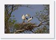 03-056 * Jabiru Stork parent flying in for a shift change * Jabiru Stork parent flying in for a shift change