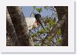 03-057 * Jabiru Stork parent * Jabiru Stork parent