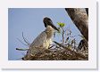 03-058 * Jabiru Stork chick * Jabiru Stork chick