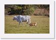 03-063 * Pampas Deer with Cattle * Pampas Deer with Cattle