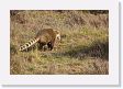 03-075 * South American Coati * South American Coati