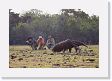 03-081 * Giant Anteater and Paparazzi * Giant Anteater and Paparazzi